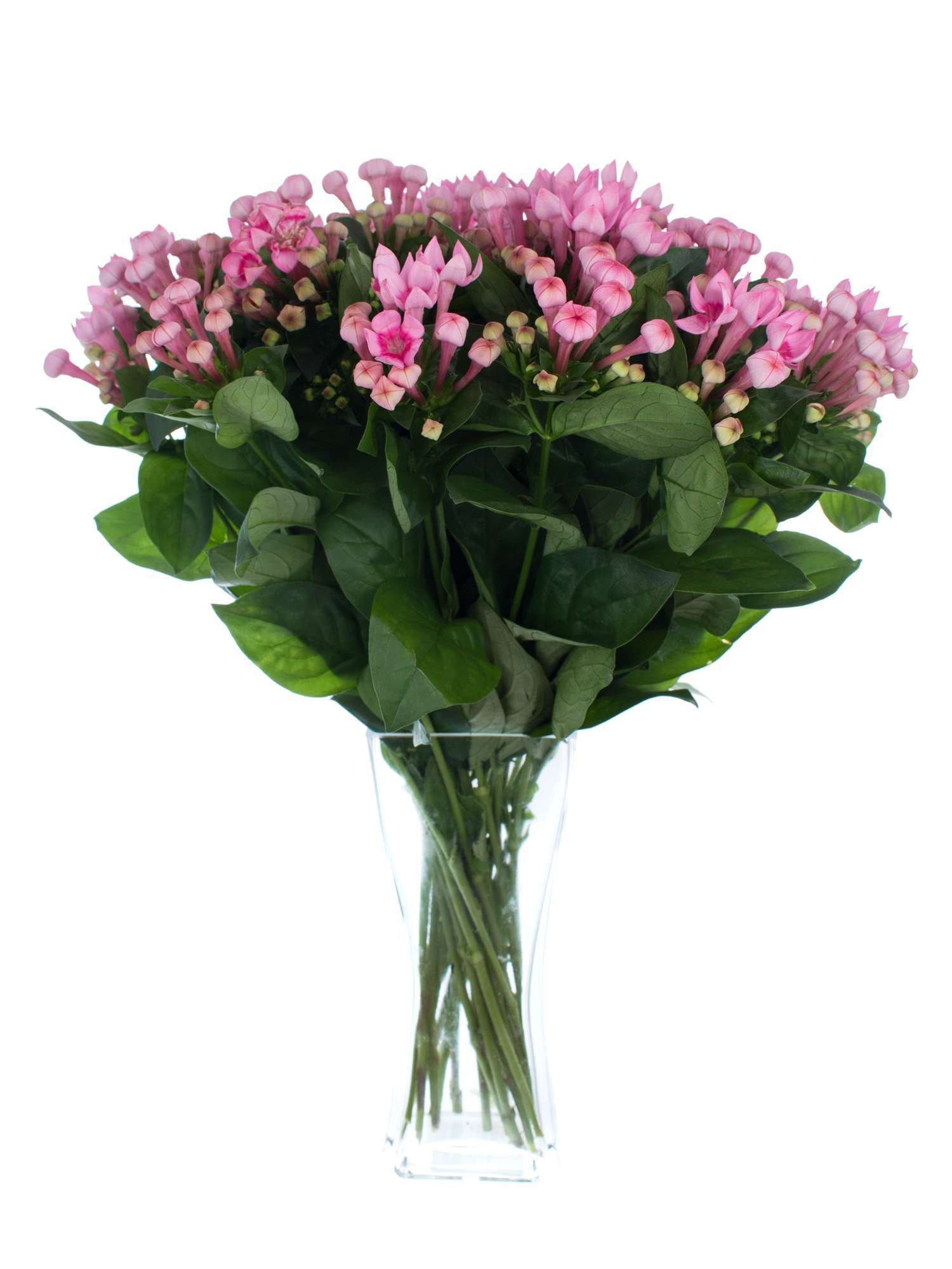 blumigo-royal-daphne-bouvardie-pink-einzelstiel image 2