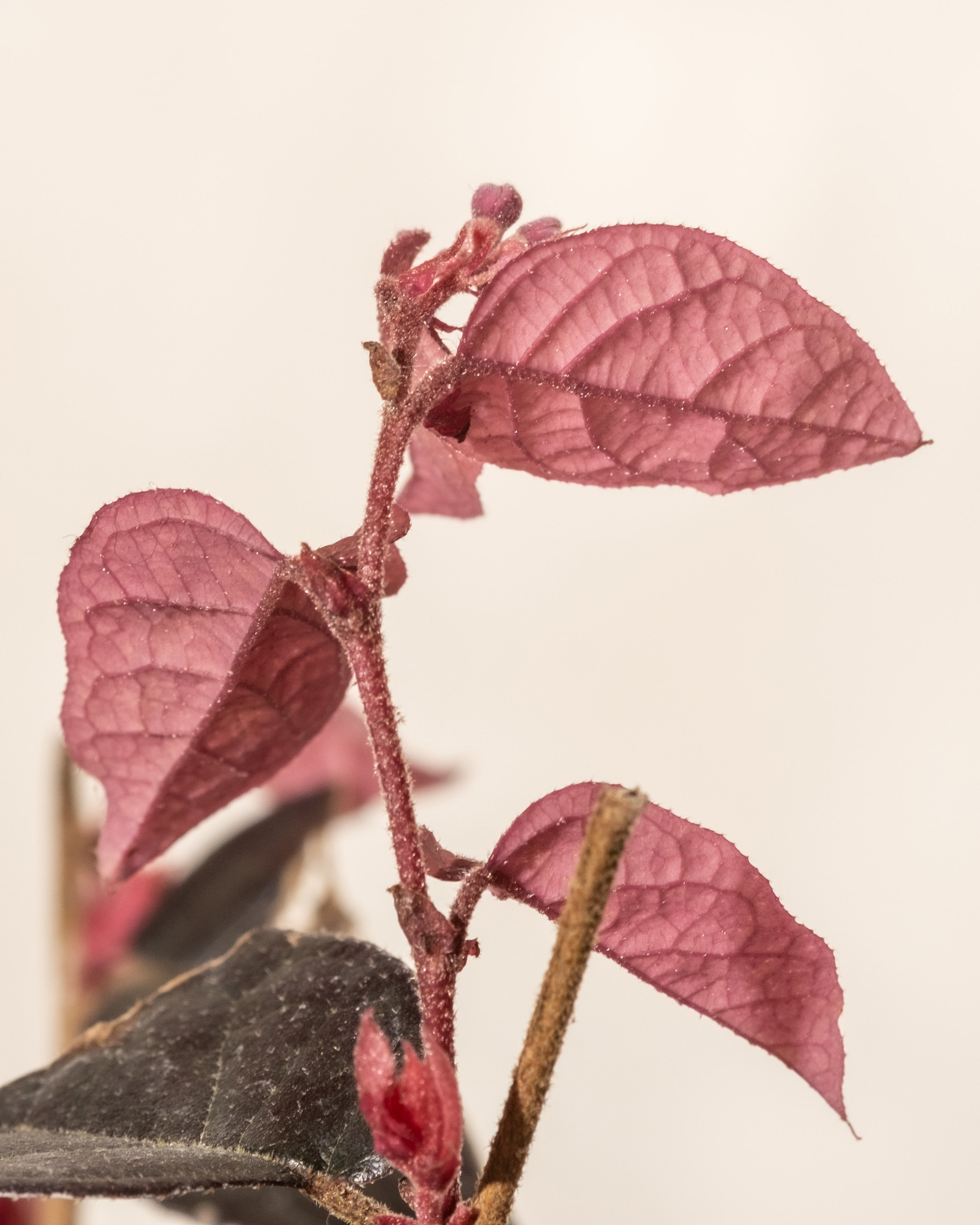 feey-amsterdam-loropetalum-riemenbl-te-strauch-winterhart image 7