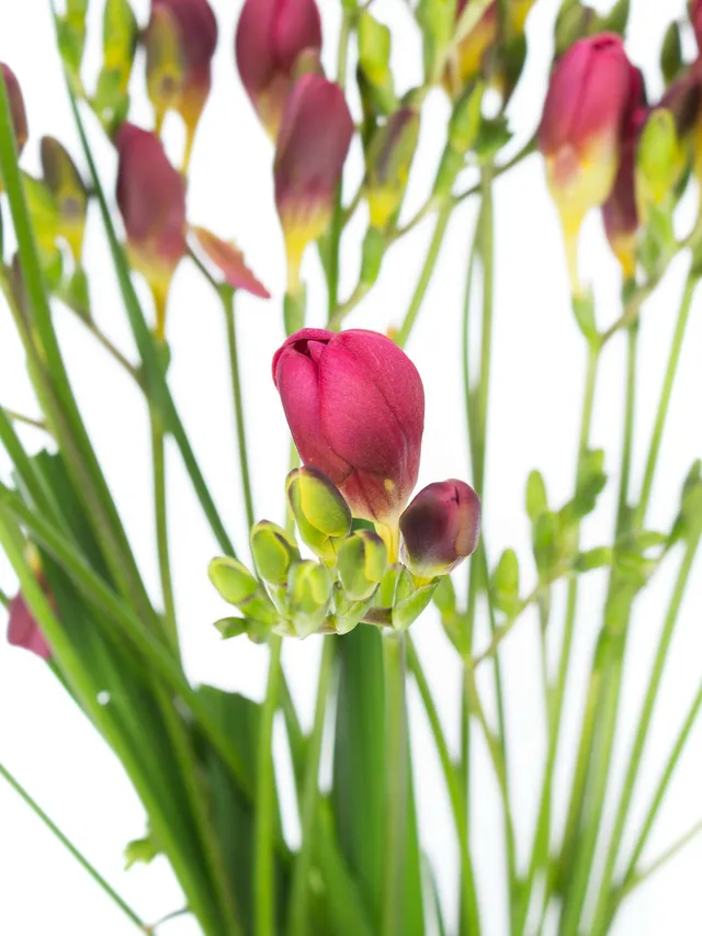 blumigo-freesien-longbeach-vera-schnittblume-duftend image 1