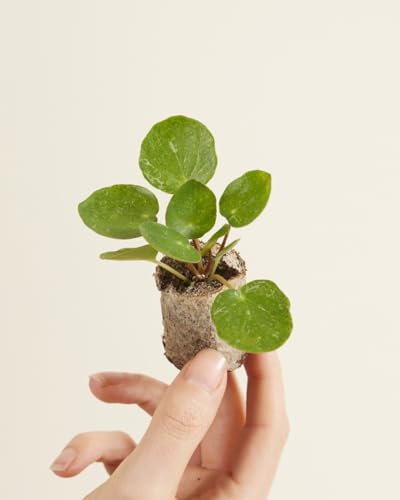 plnts-babyplnts-pilea-peperomioides-sugar-ufopflanze-15-cm image 8