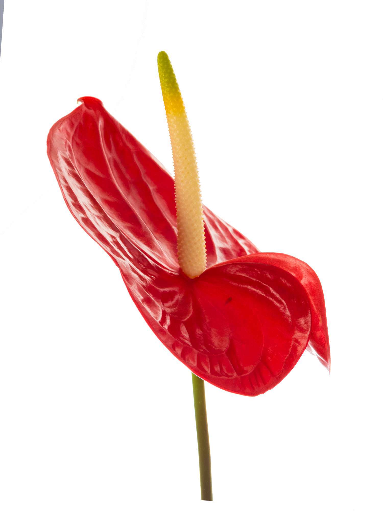 blumigo-casino-anthurie-rot-schnittblume-einzelstiel image 3