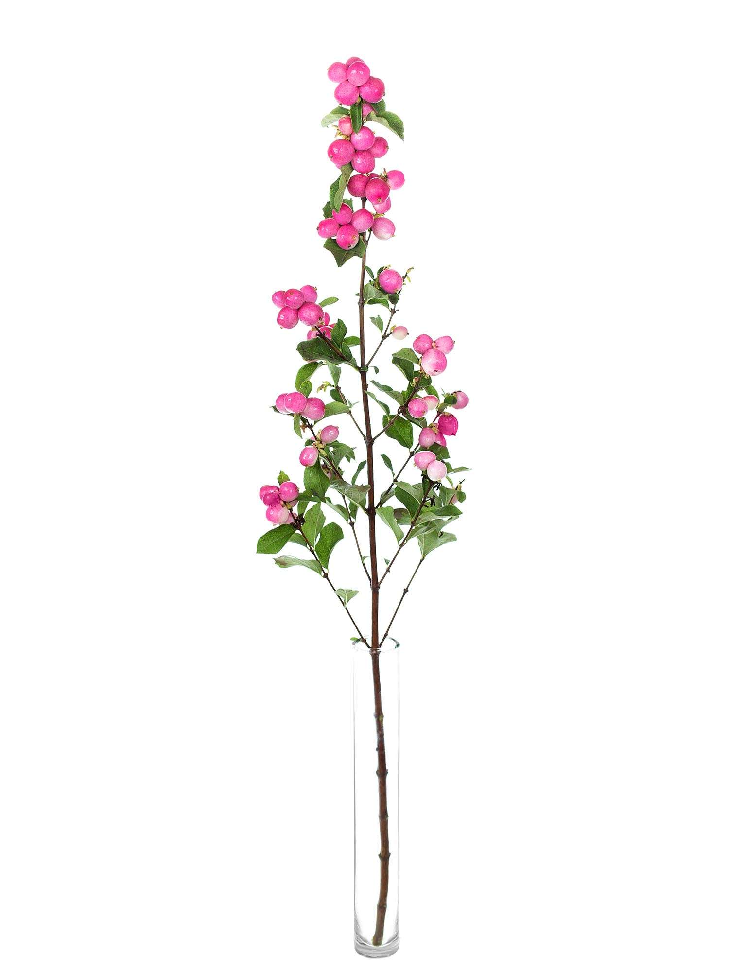 blumigo-exklusives-greenery-schneebeeren-magical-treasure-pink image 3