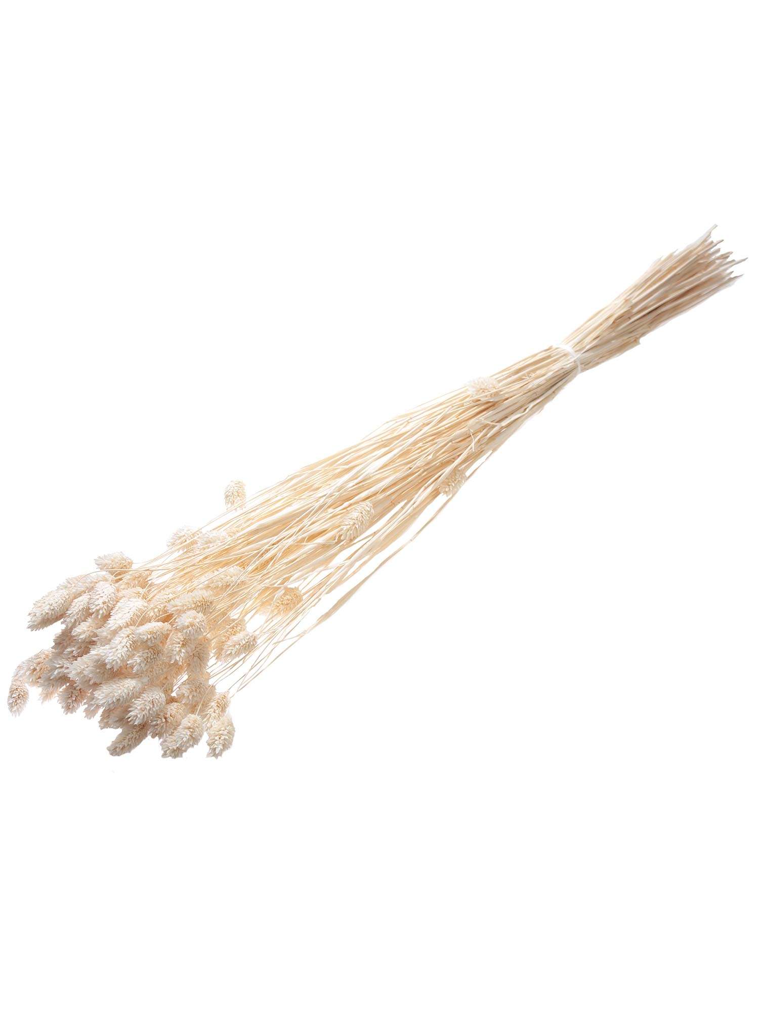 blumigo-phalaris-glanzgr-ser-trockenblumen-creme-wei image 2