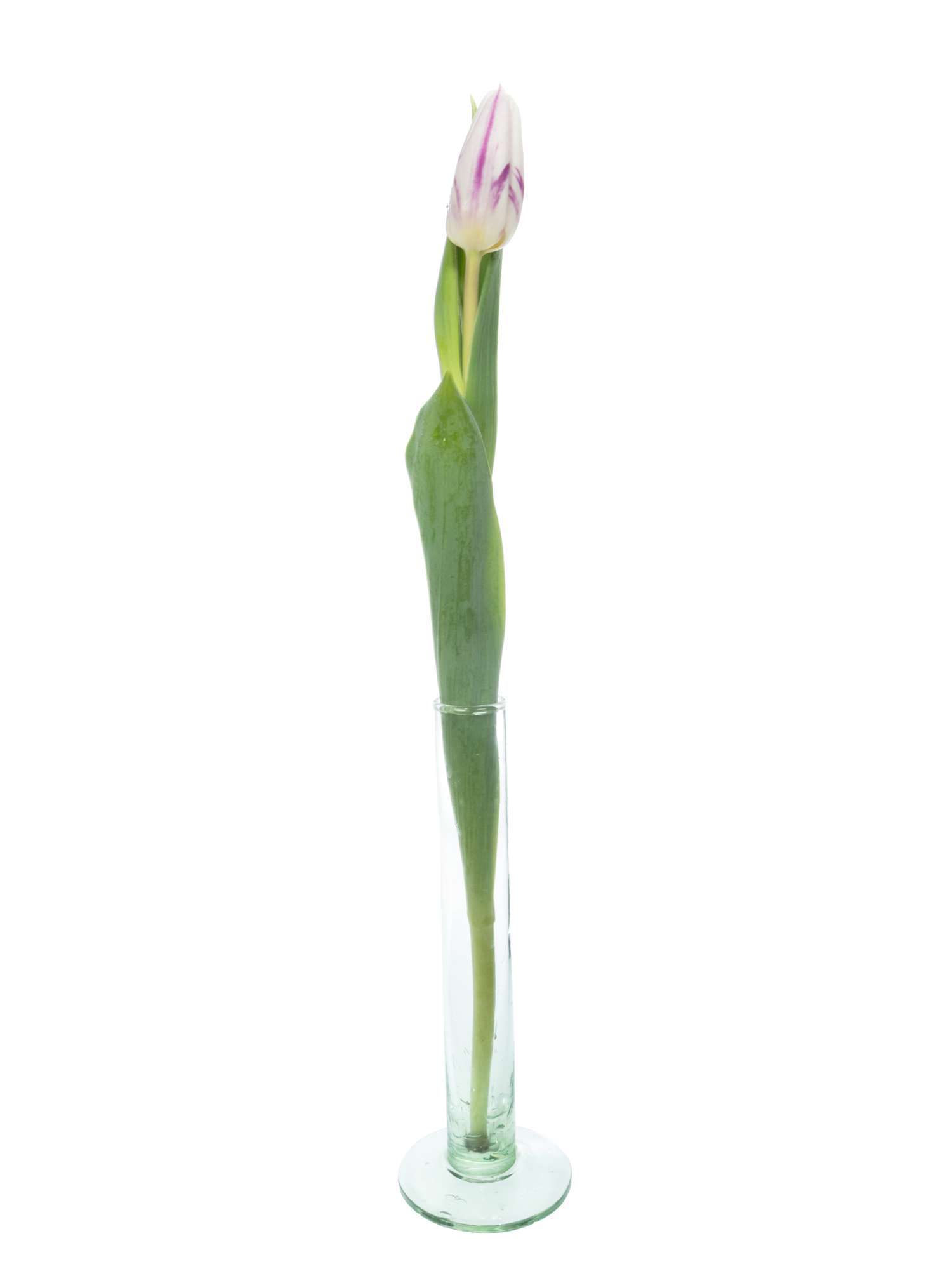 blumigo-flaming-flag-tulpen-lila-wei-frische-schnittblumen image 3