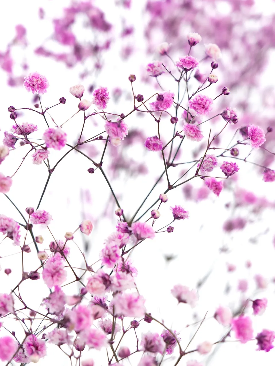 blumigo-schleierkraut-painted-pinke-schnittblumen-gef-rbt image 1