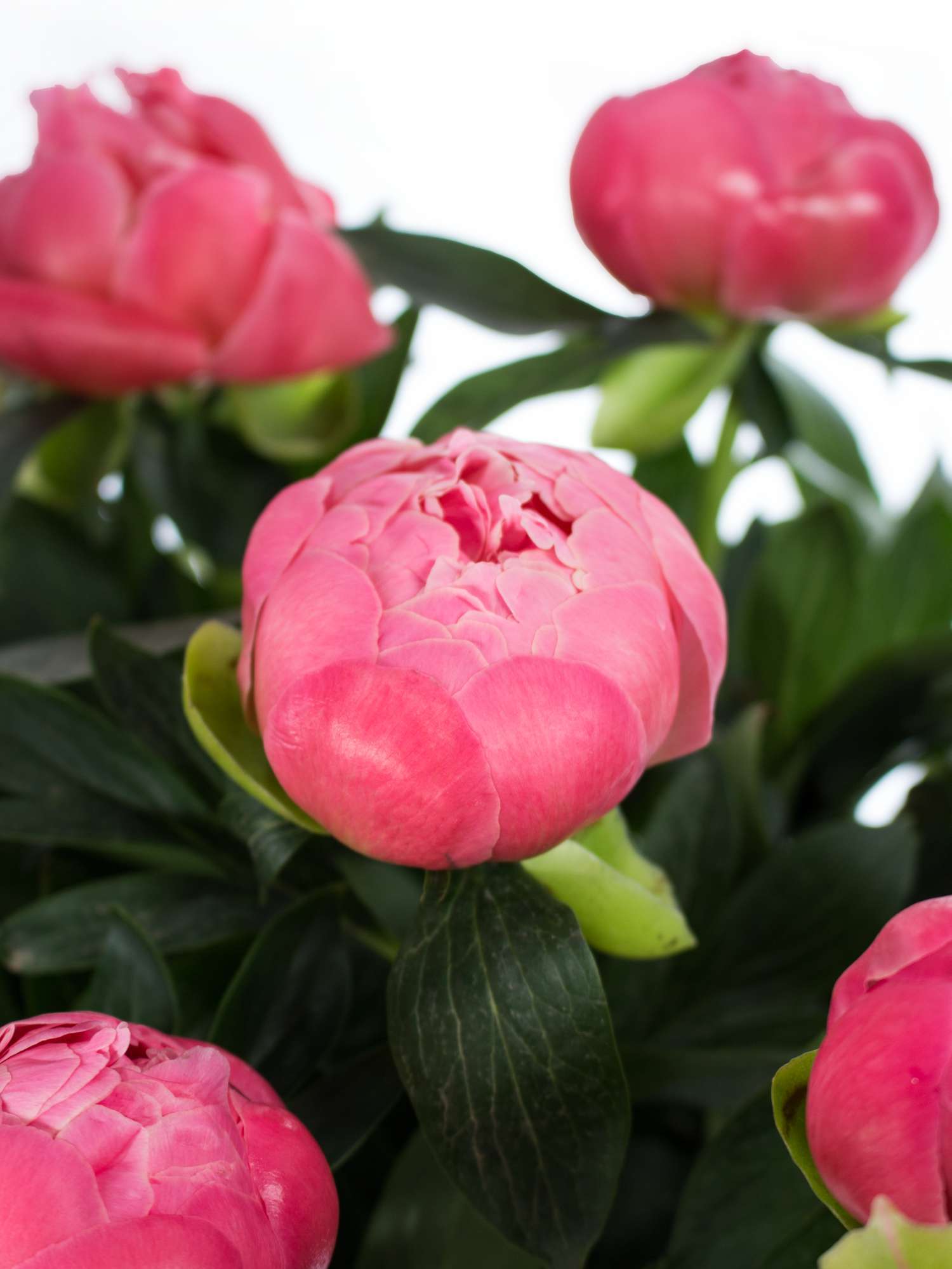 blumigo-pfingstrosen-pink-hawai-coral-schnittblume-pink-creme image 2