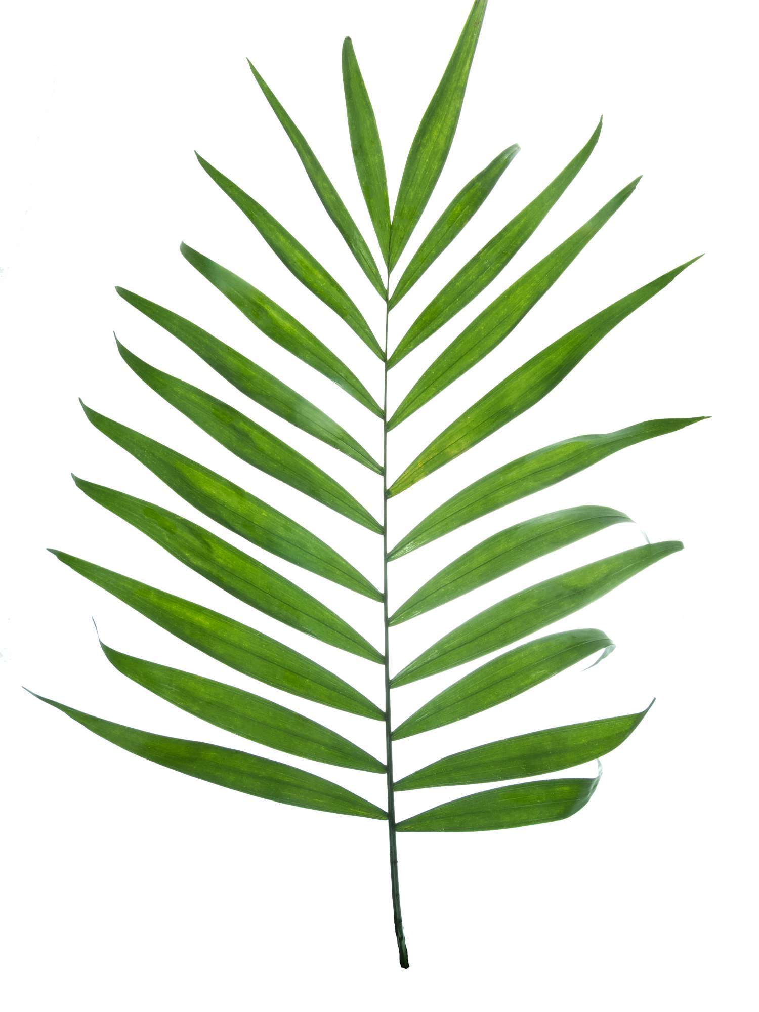 blumigo-chico-bl-tter-bindegr-n-schnittgr-n-frisch image 1