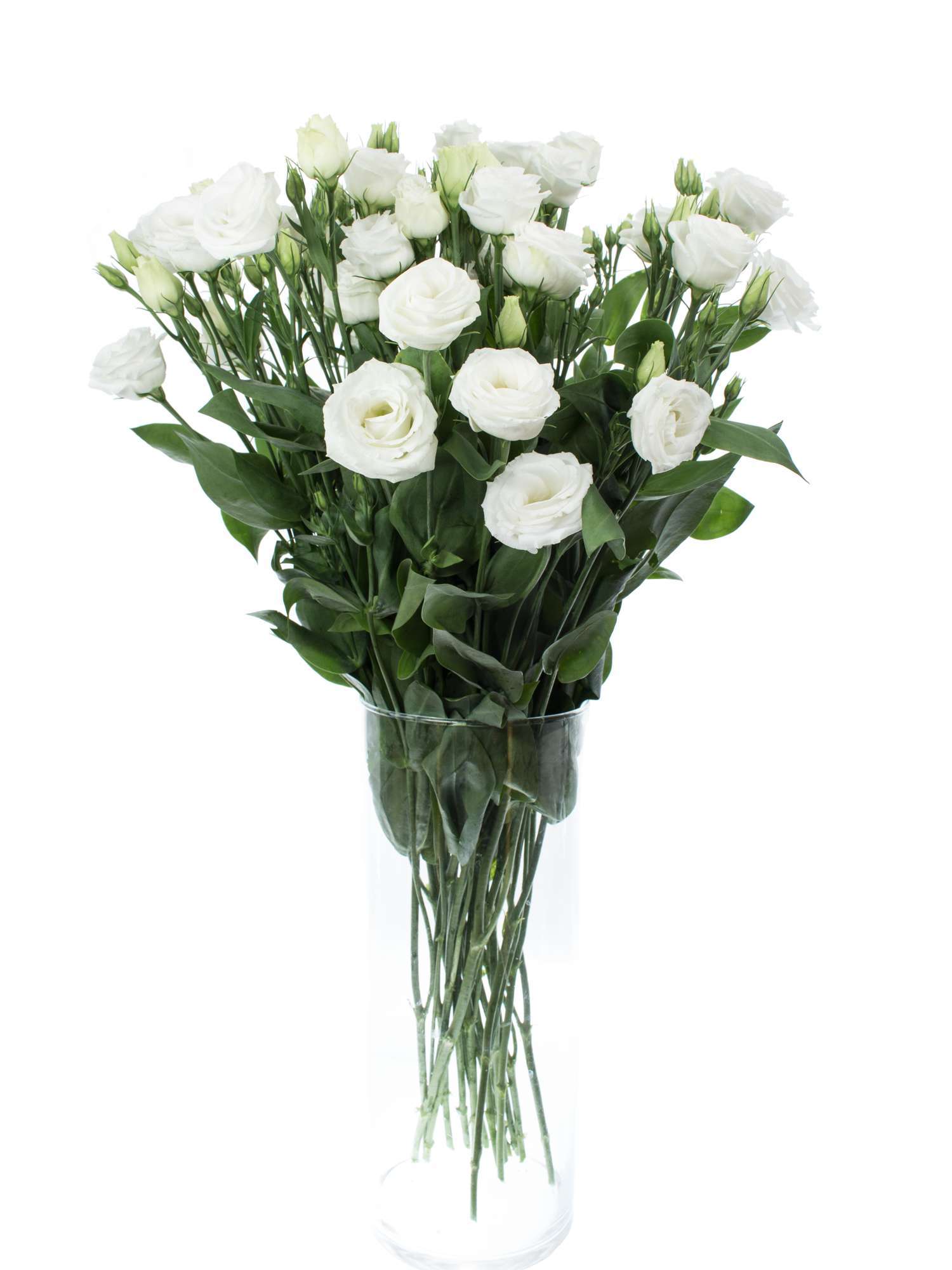 blumigo-lisianthus-rosita-white-schnittblume-wei-rosenartig image 6