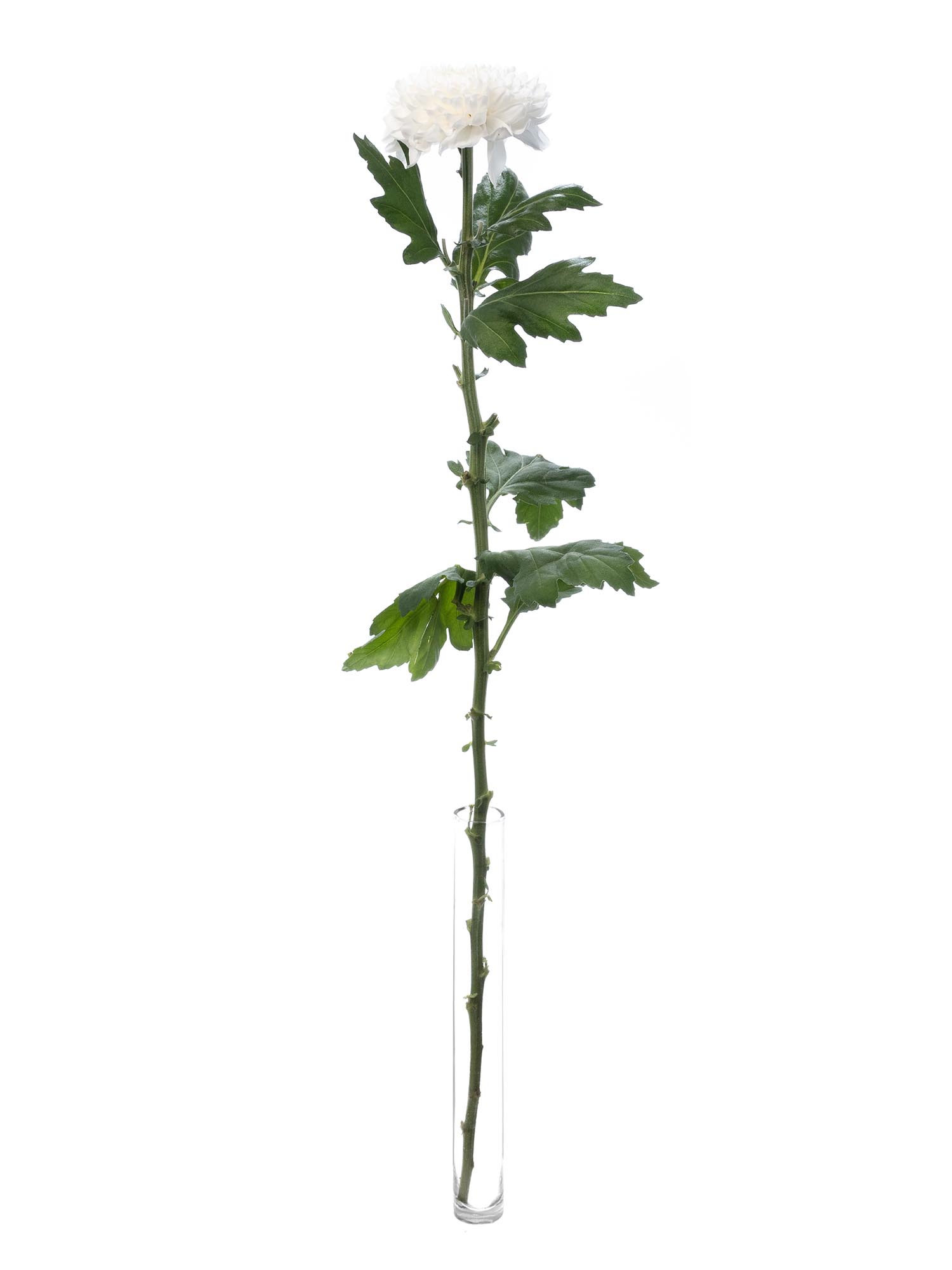 blumigo-chrysanthemen-evidence-schnittblumen-weiss image 3