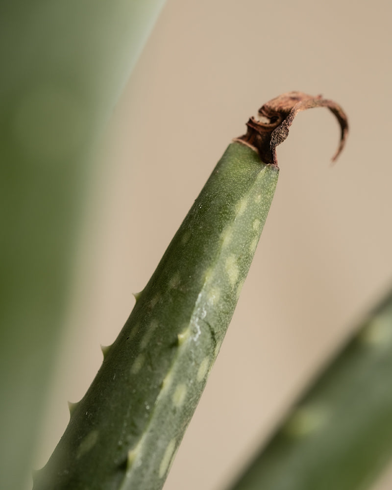 feey-variado-echte-aloe-zimmerpflanze-ohne-bertopf-pflegeleicht image 5