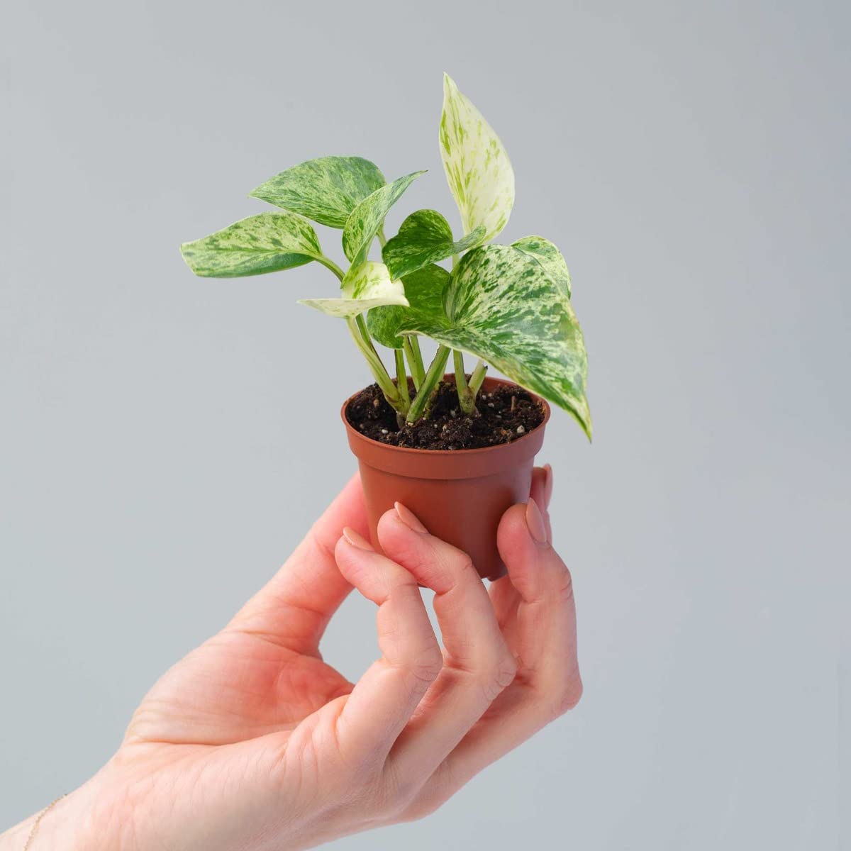 plnts-babyplnts-epipremnum-marble-queen-efeutute-6-cm-topf image 6