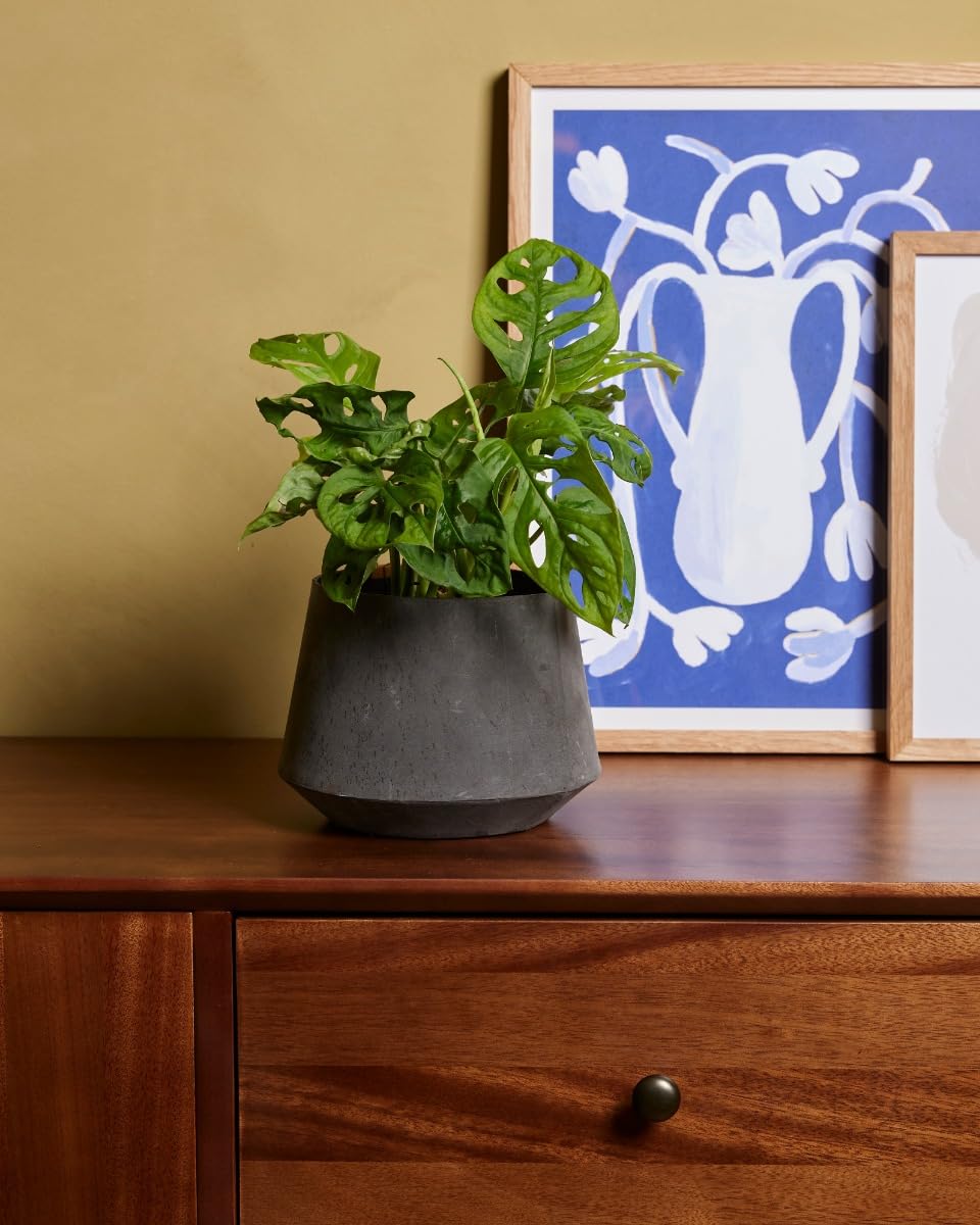 plnts-rareplnts-monstera-adansonii-zimmerpflanze-12cm-30cm image 5