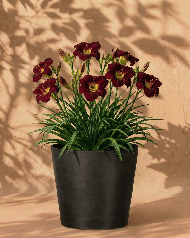 feey-amsterdam-hemerocallis-taglilie-weinrot-3-stk image 6