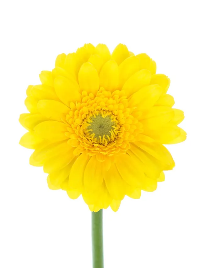 blumigo-gerbera-okibana-blume-gelb-mini image 1