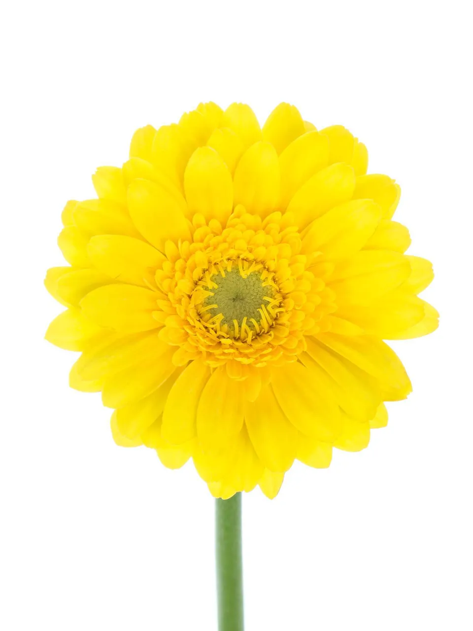 blumigo-gerbera-okibana-blume-gelb-mini image 1