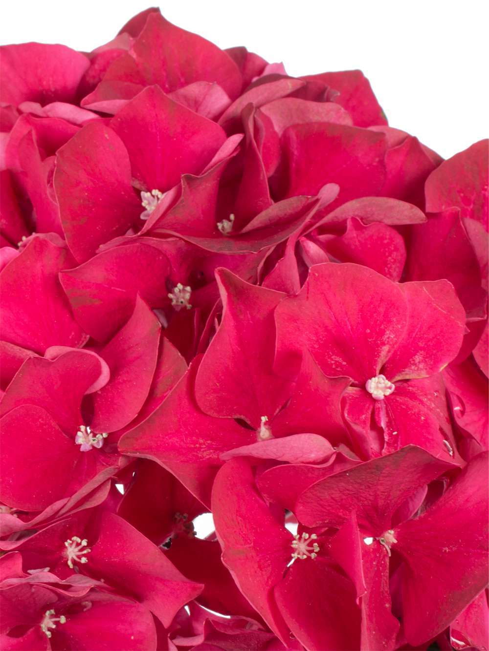 blumigo-hortensien-magical-ruby-red-schnittblume-rot image 3
