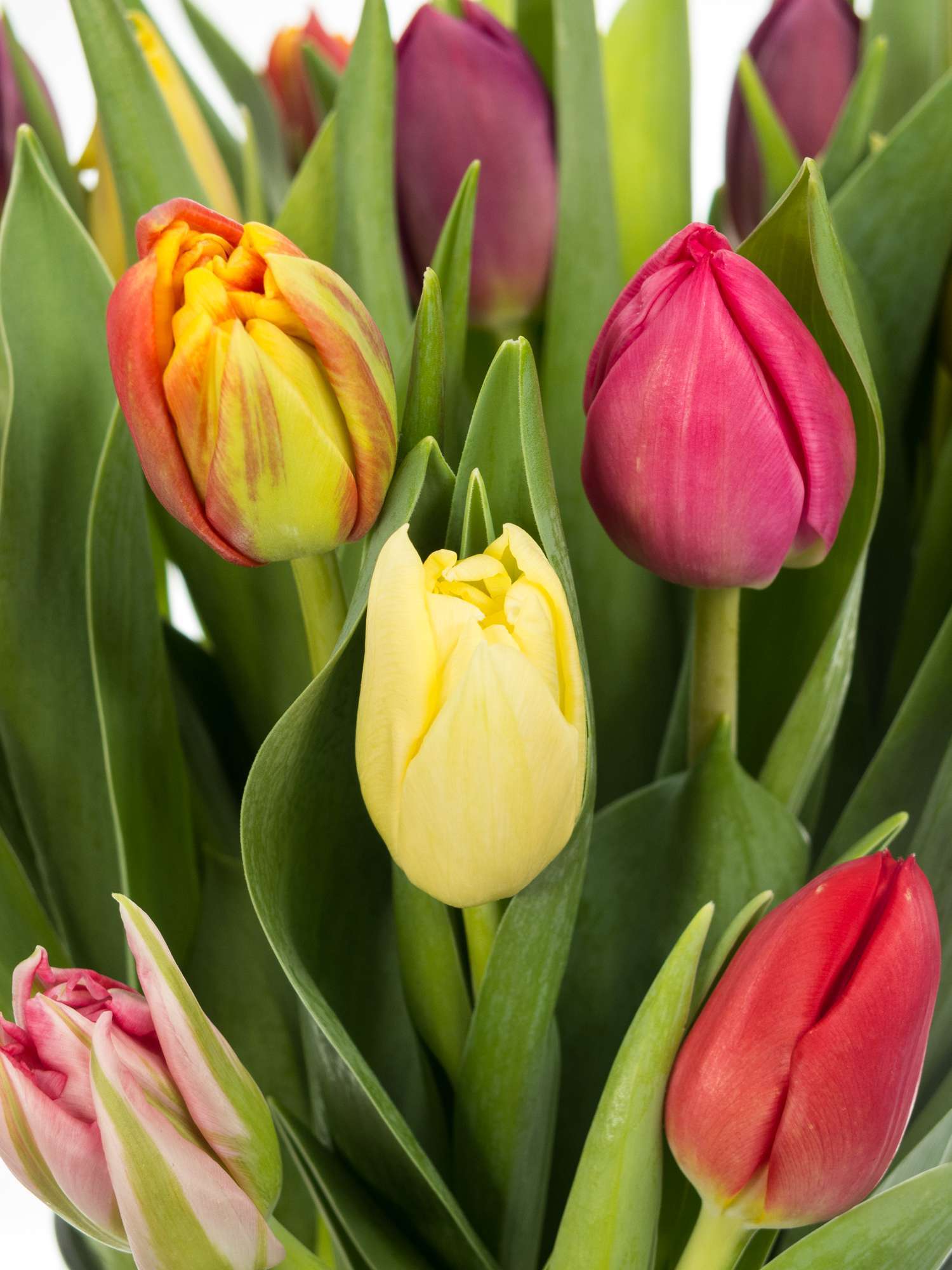 blumigo-tulpen-doppelte-premium-mischung-schnittblume image 1