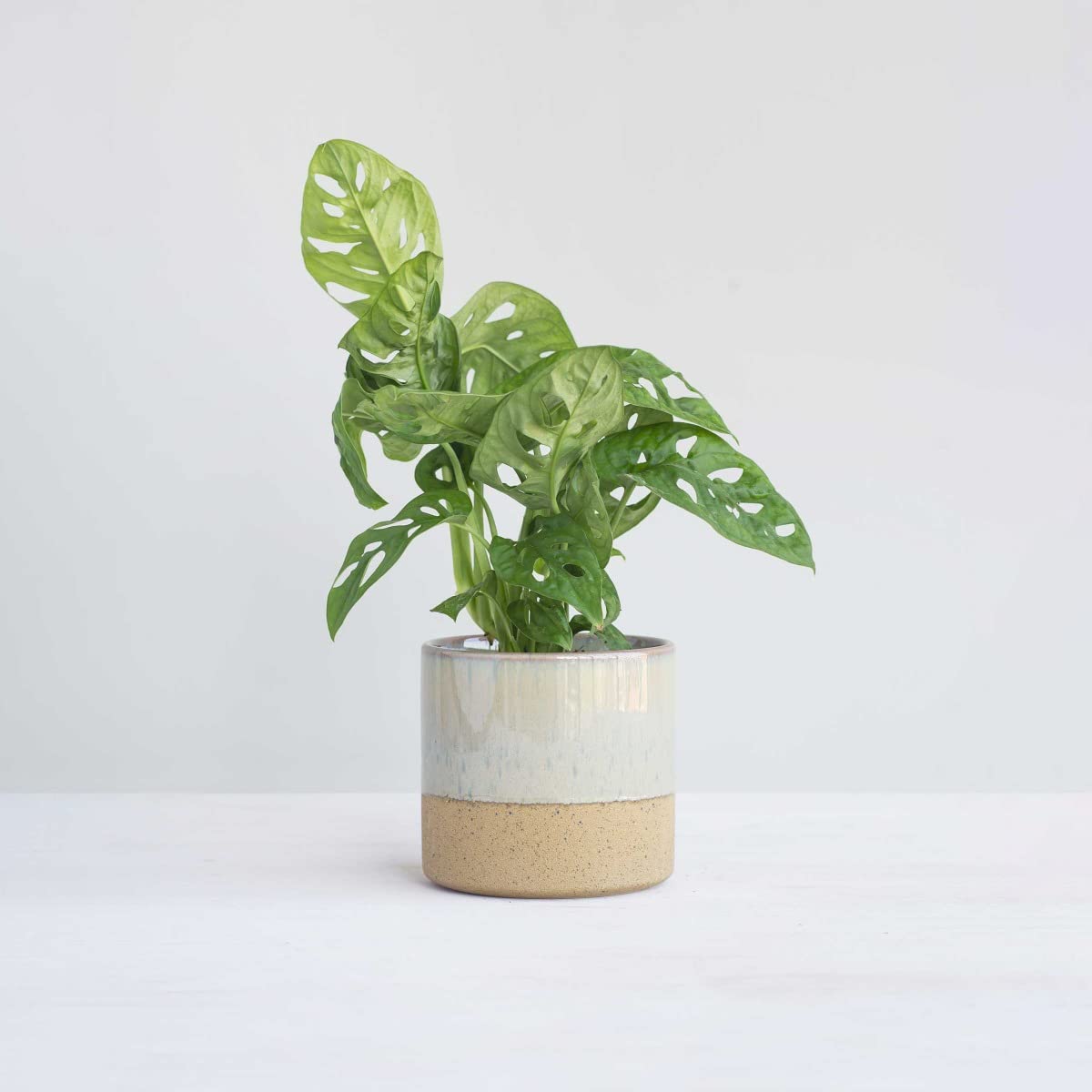plnts-rareplnts-monstera-adansonii-zimmerpflanze-12cm-30cm image 7