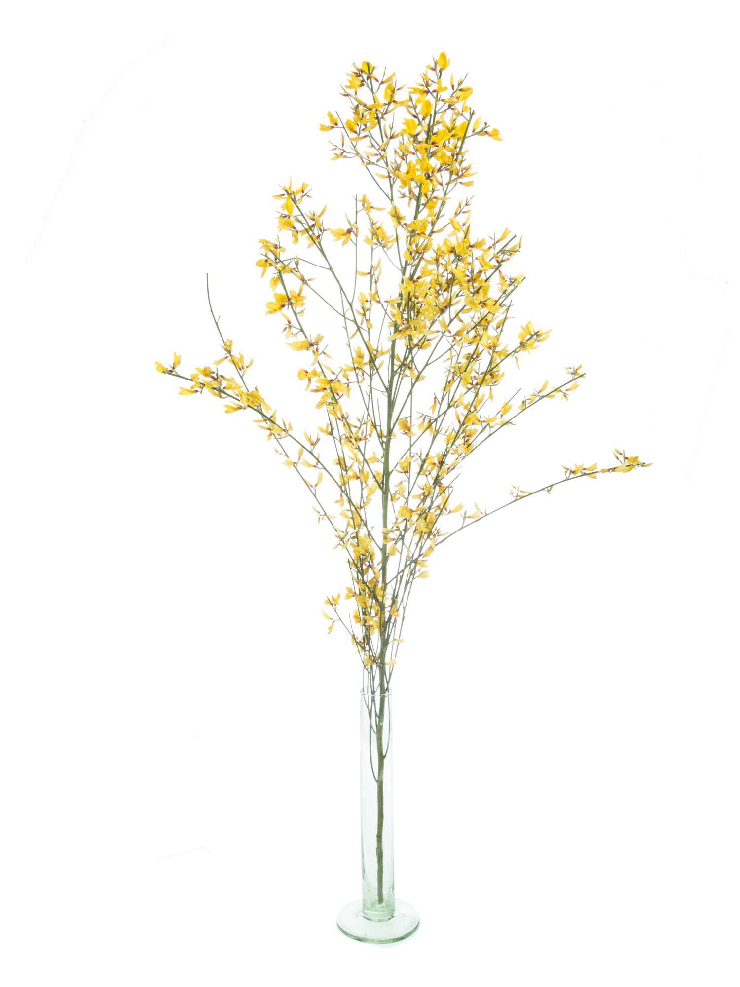 blumigo-zweige-ginster-gelb-schnittblume image 3