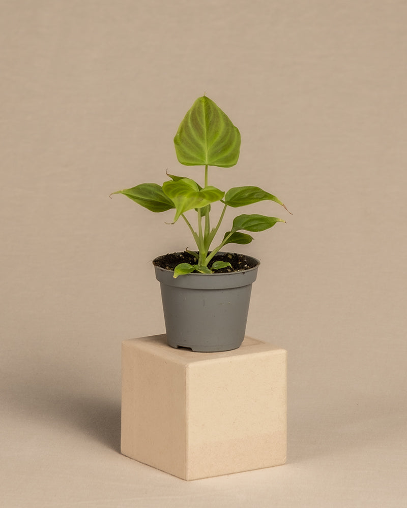 feey-variado-philodendron-verrucosum-babypflanze-6cm image 3