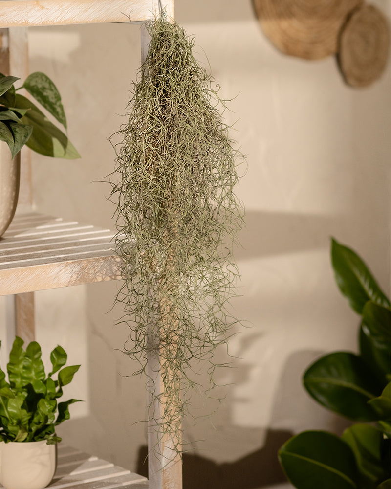 feey-variado-spanisches-moos-tillandsia-h-ngepflanze-tierfreundlich image 4