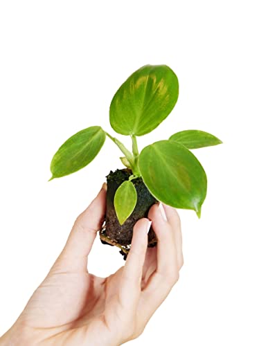 plnts-baby-philodendron-pittieri-zimmerpflanze-10-cm-pflegeleicht image 7