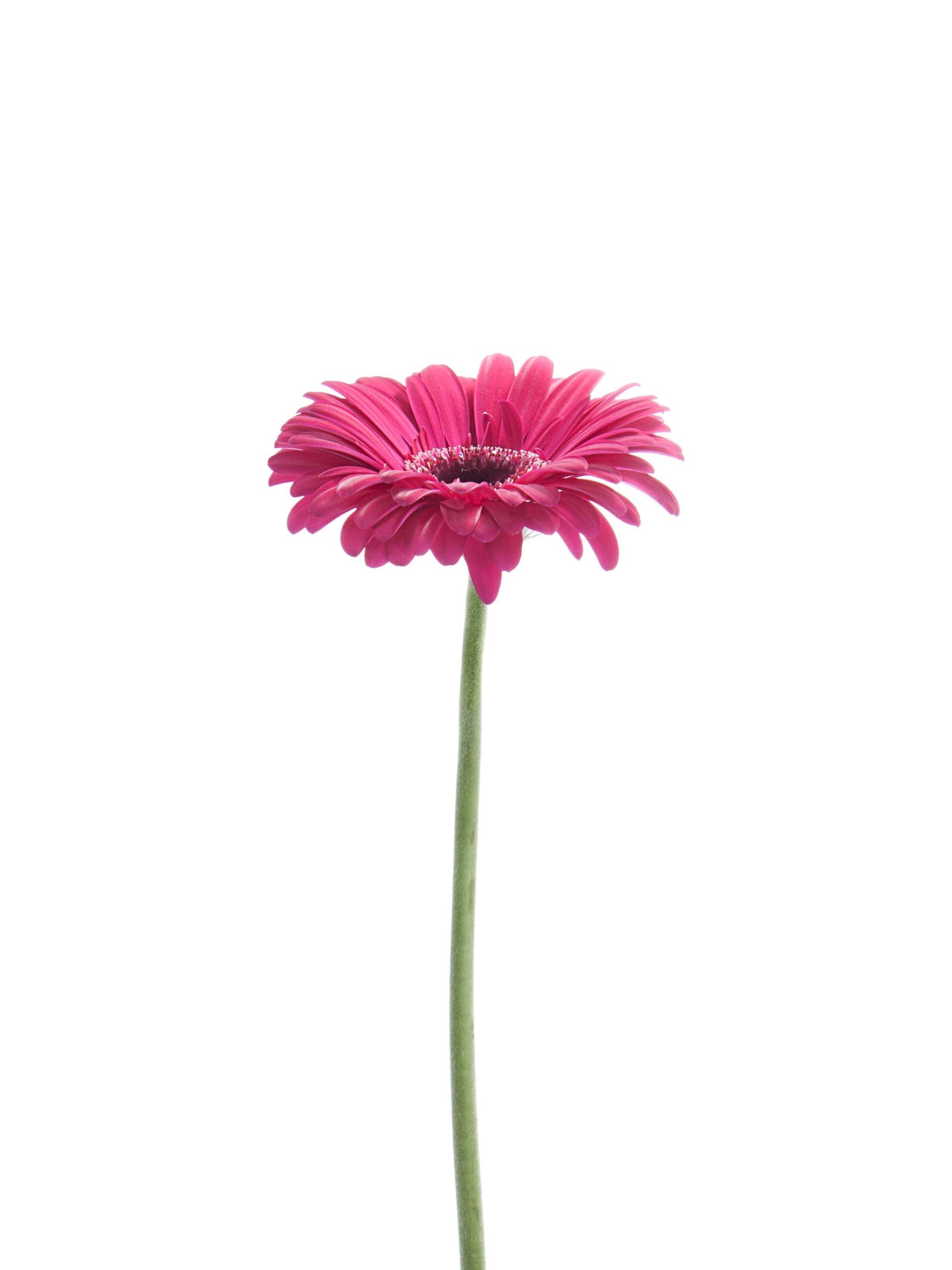 blumigo-gerbera-mini-caprice-schnittblumen-pink image 3