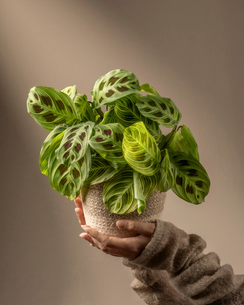 feey-variado-maranta-light-veins-zimmerpflanze-ohne-bertopf image 1