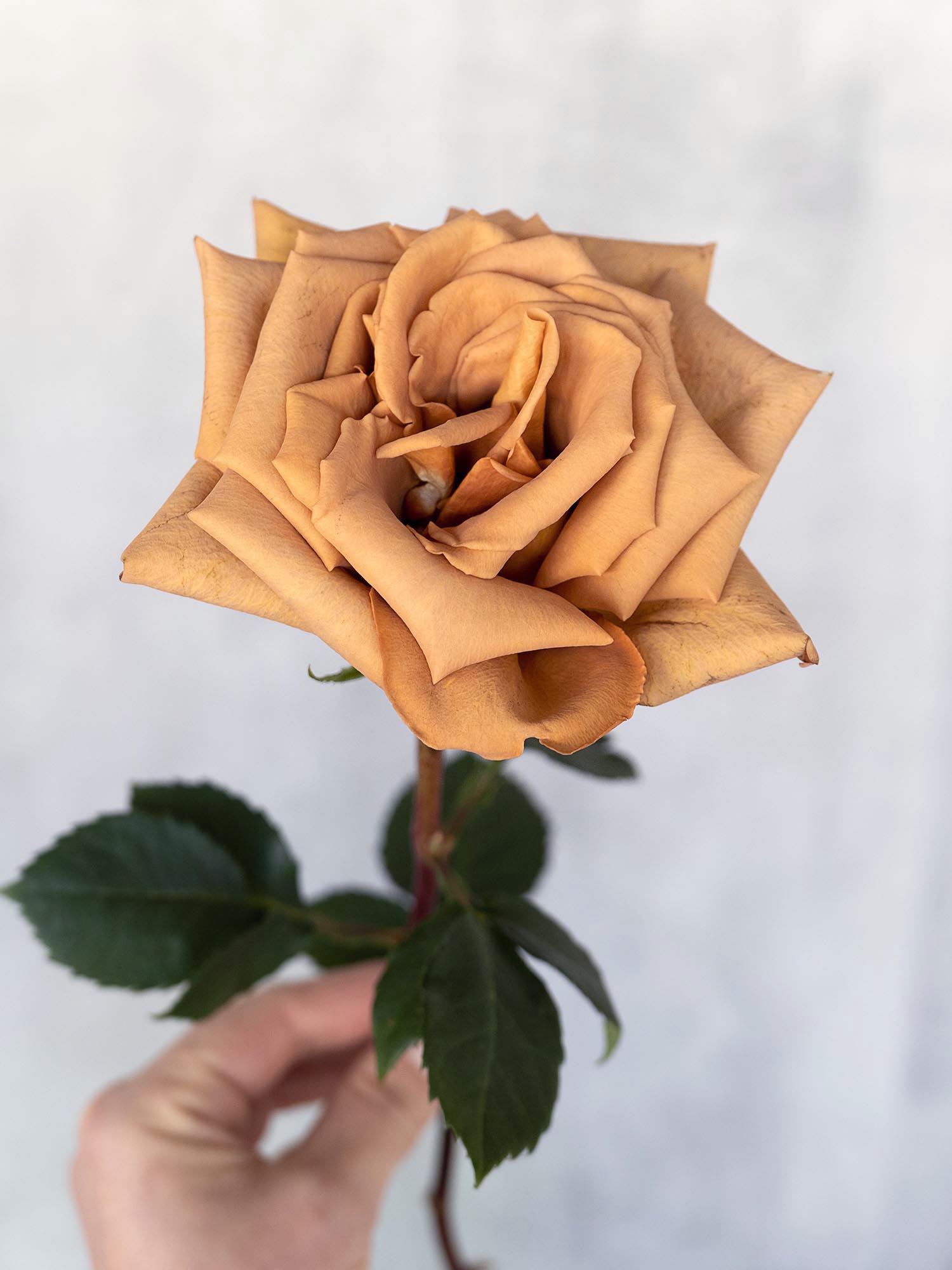 blumigo-rosen-toffee-rose-creme-braun image 4