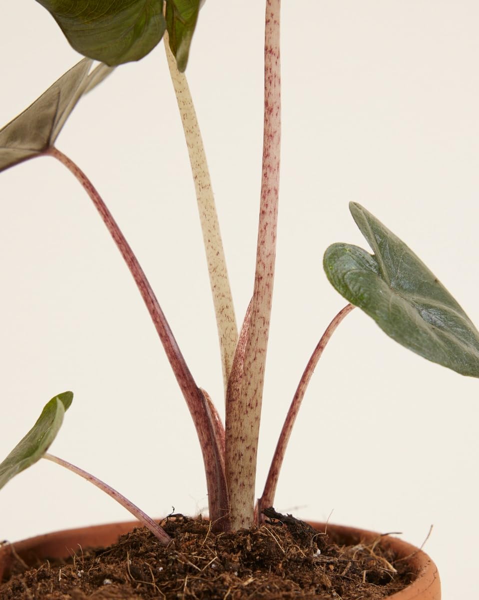 plnts-babyplnts-baby-alocasia-yucatan-princess-25-cm image 4