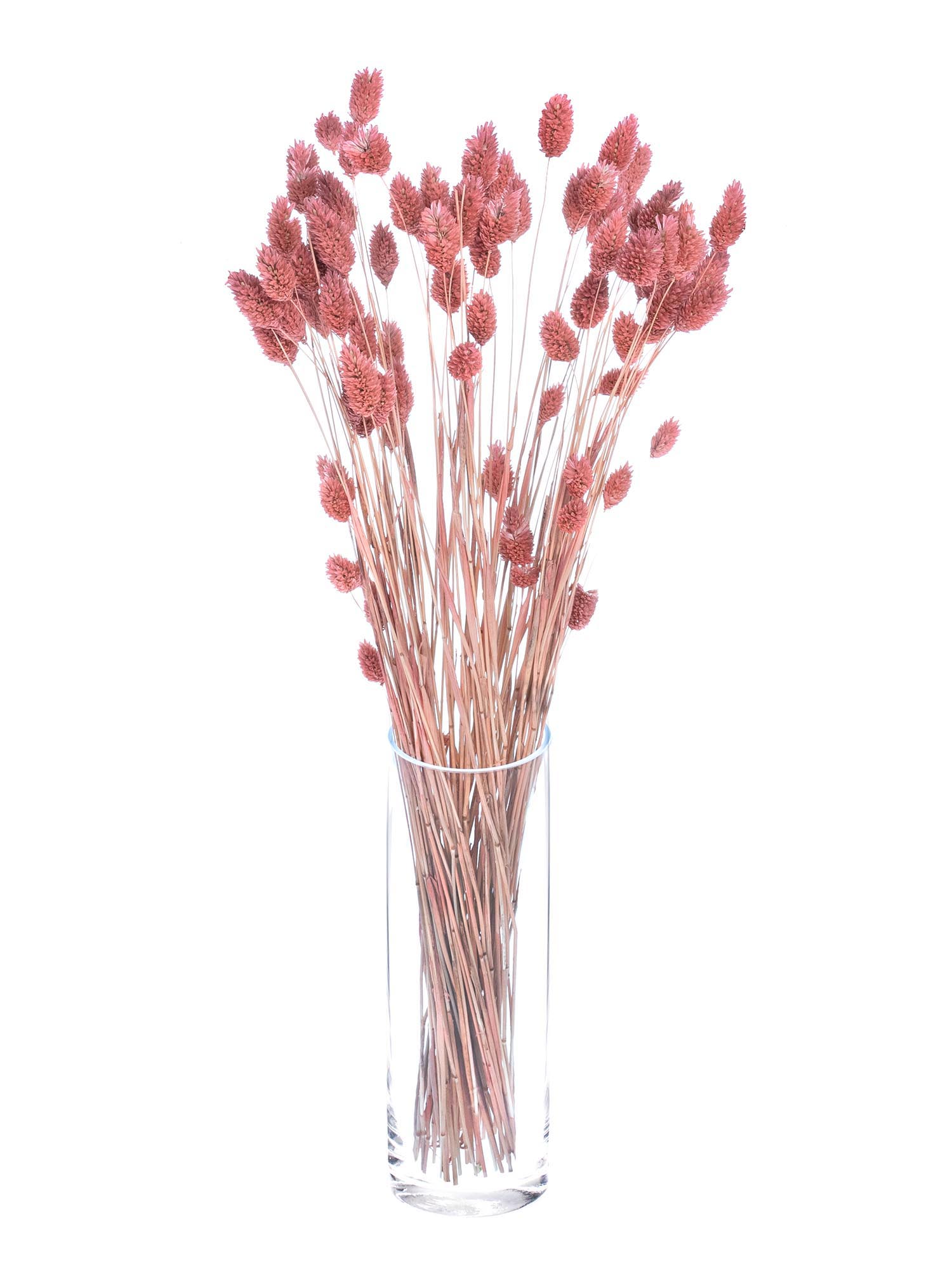 blumigo-phalaris-glanzgras-pink-trockenblumen image 2