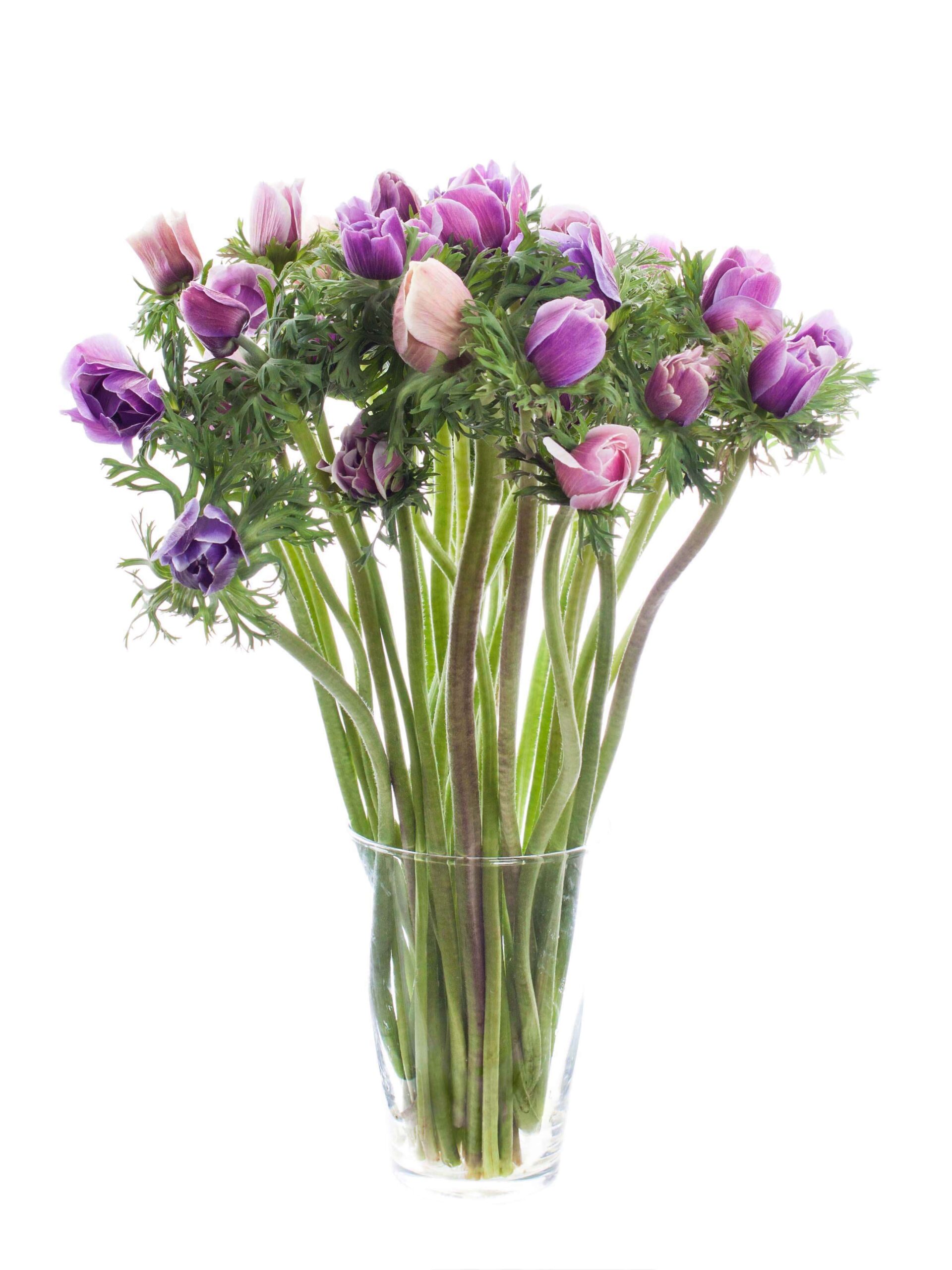 blumigo-anemonen-xl-mistral-rarity-schnittblume-violett-creme image 2