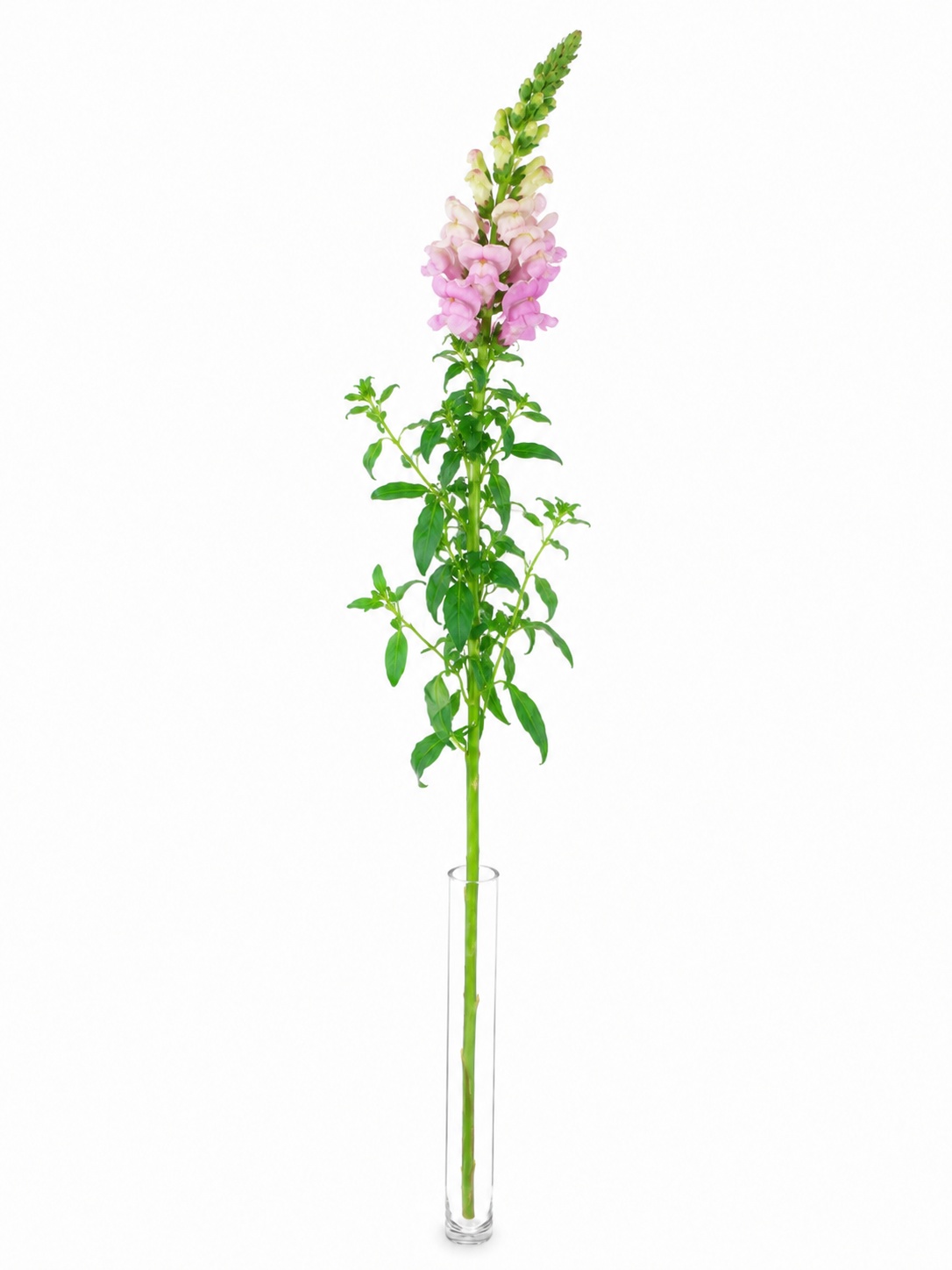 blumigo-l-wenm-ulchen-maryland-lavender-schnittblume-violett image 3