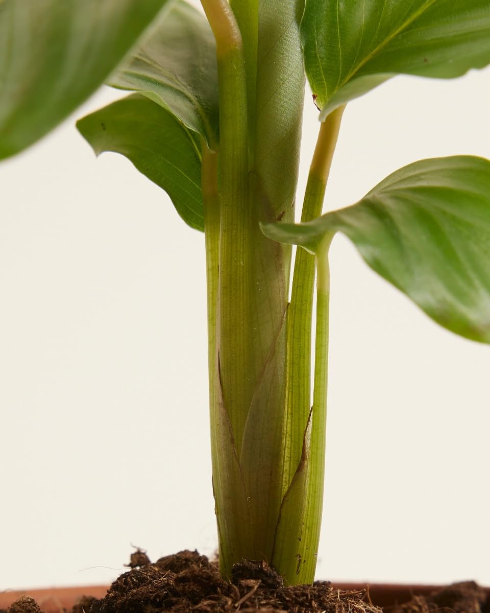 plnts-baby-calathea-orbifolia-zimmerpflanze-15-cm image 4