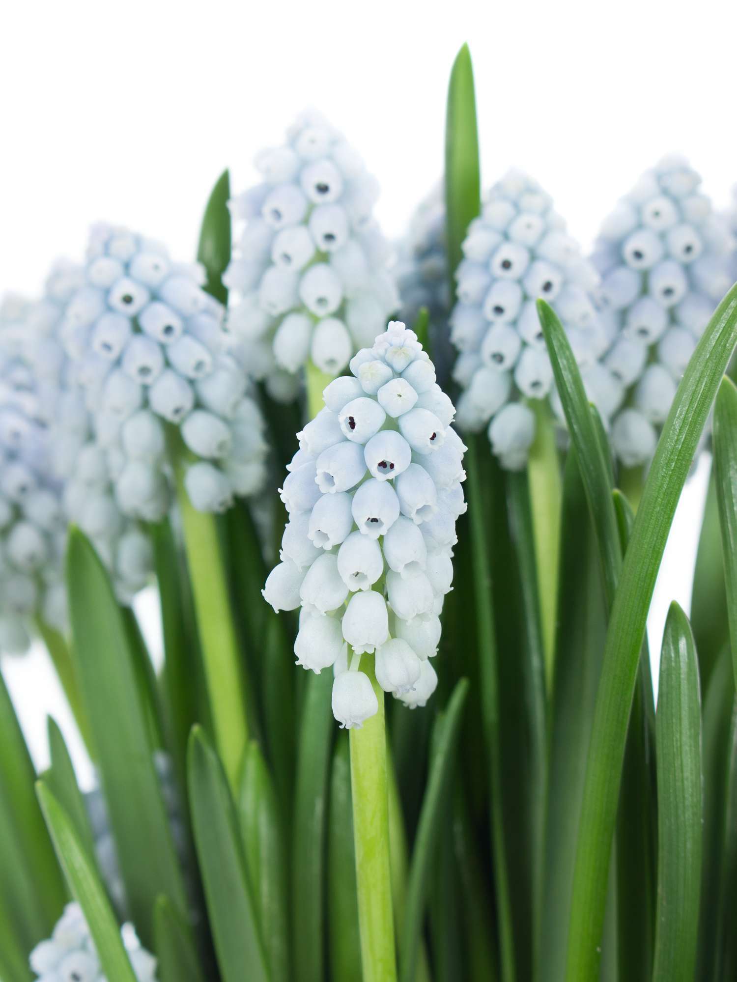 blumigo-traubenhyazinthen-muscari-lady-fr-hlingsknollen-blau image 1