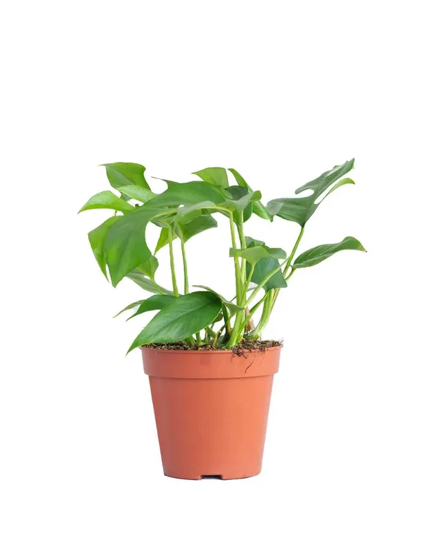 plnts-rareplnts-rhaphidophora-tetrasperma-zimmerpflanze-30-cm-rankpflanze image 1