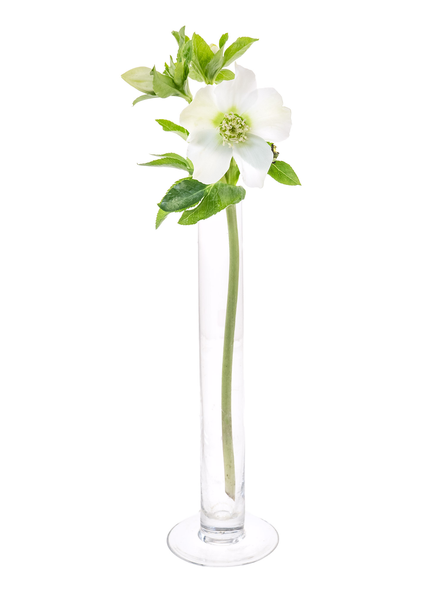 blumigo-queens-white-christrosen-wei-winterblume image 5