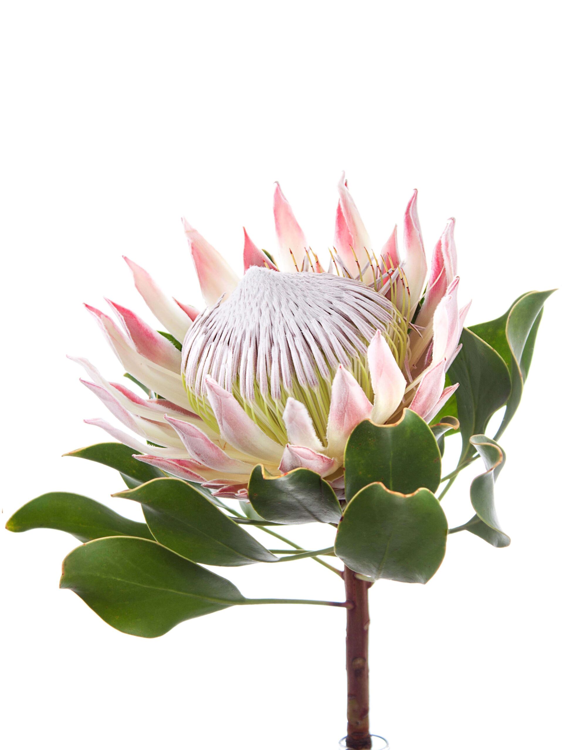 blumigo-proteen-k-nigsprotea-cynaroides-protea-apricot-creme image 2