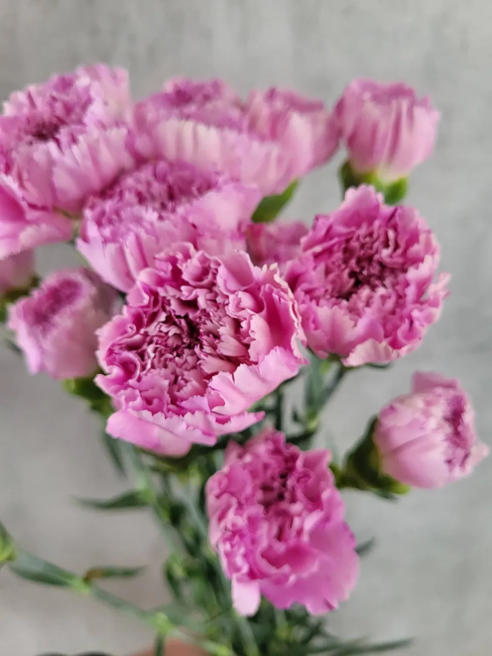 blumigo-edelnelken-yucari-pink-rosa-schnittblume image 1