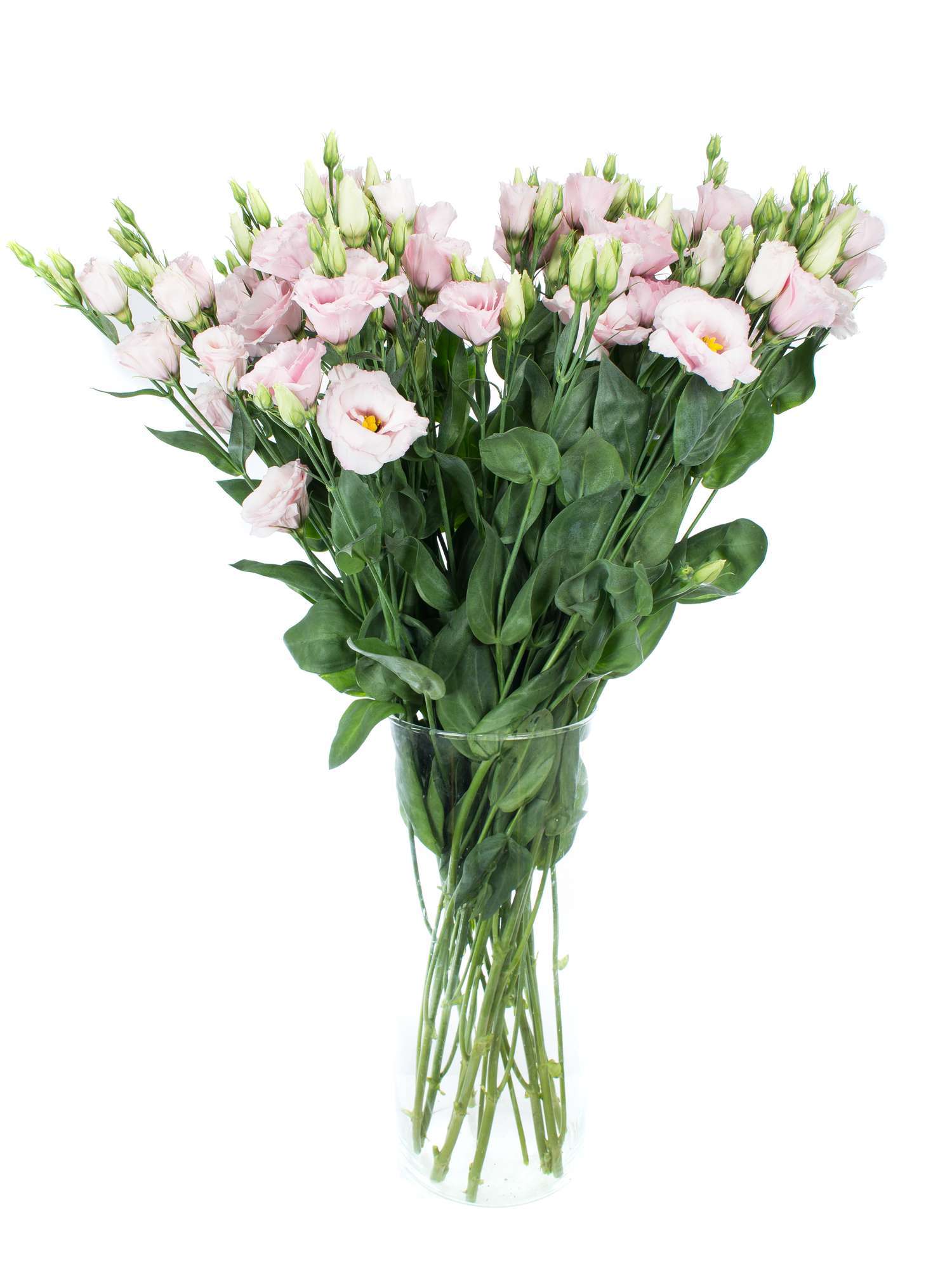 blumigo-lisianthus-arena-light-pink-rosa-schnittblumen image 2