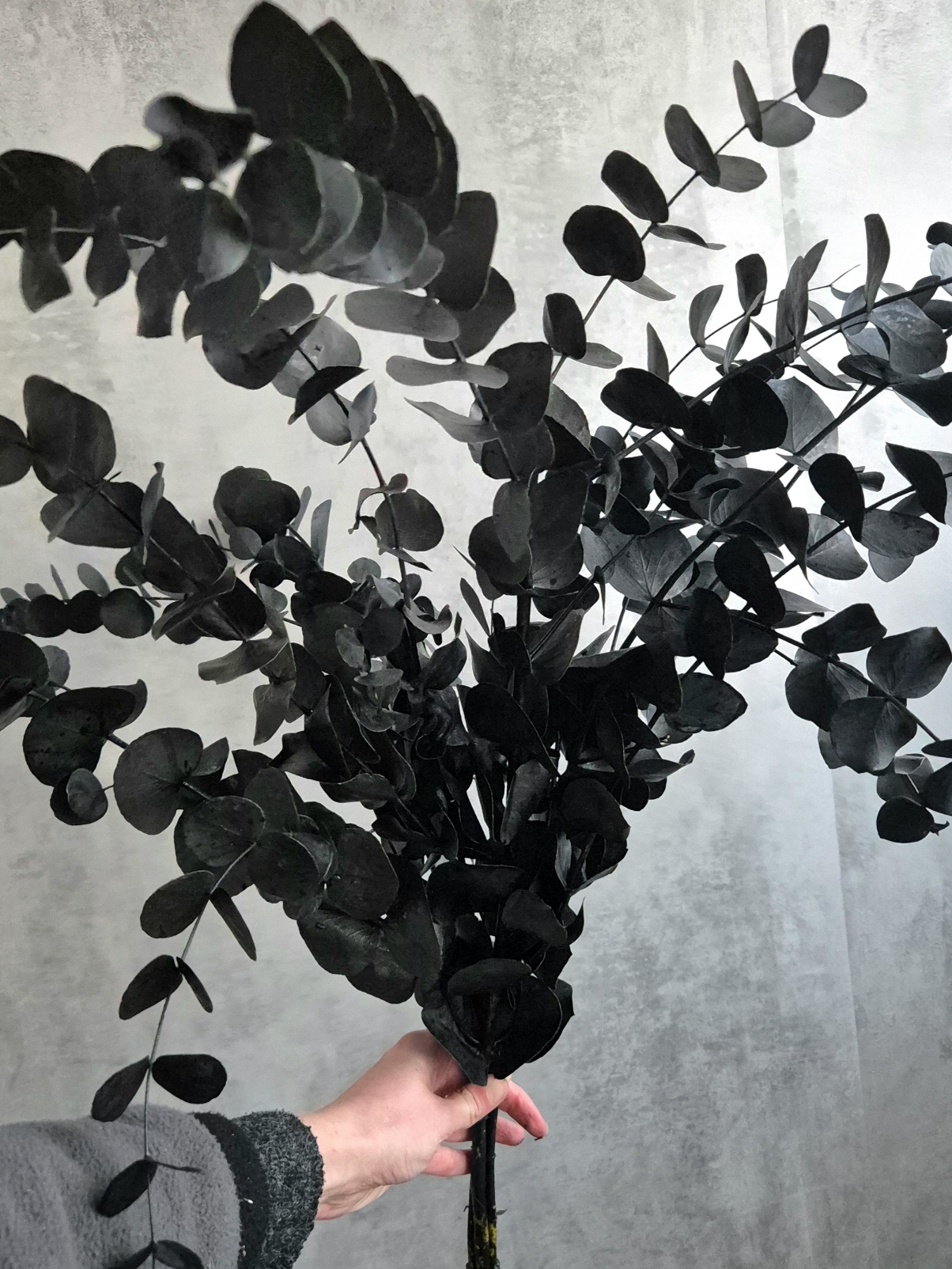 blumigo-eukalyptus-cinerea-trockenzweig-schwarz-painted image 2