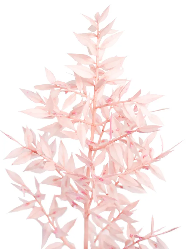 blumigo-trockenblumen-ruscus-m-usedorn-trockendeko-rosa-gef-rbt image 1