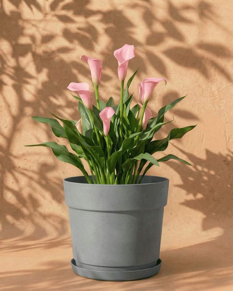 feey-amsterdam-calla-rosa-knollen-3-stk-gartenpflanze image 7