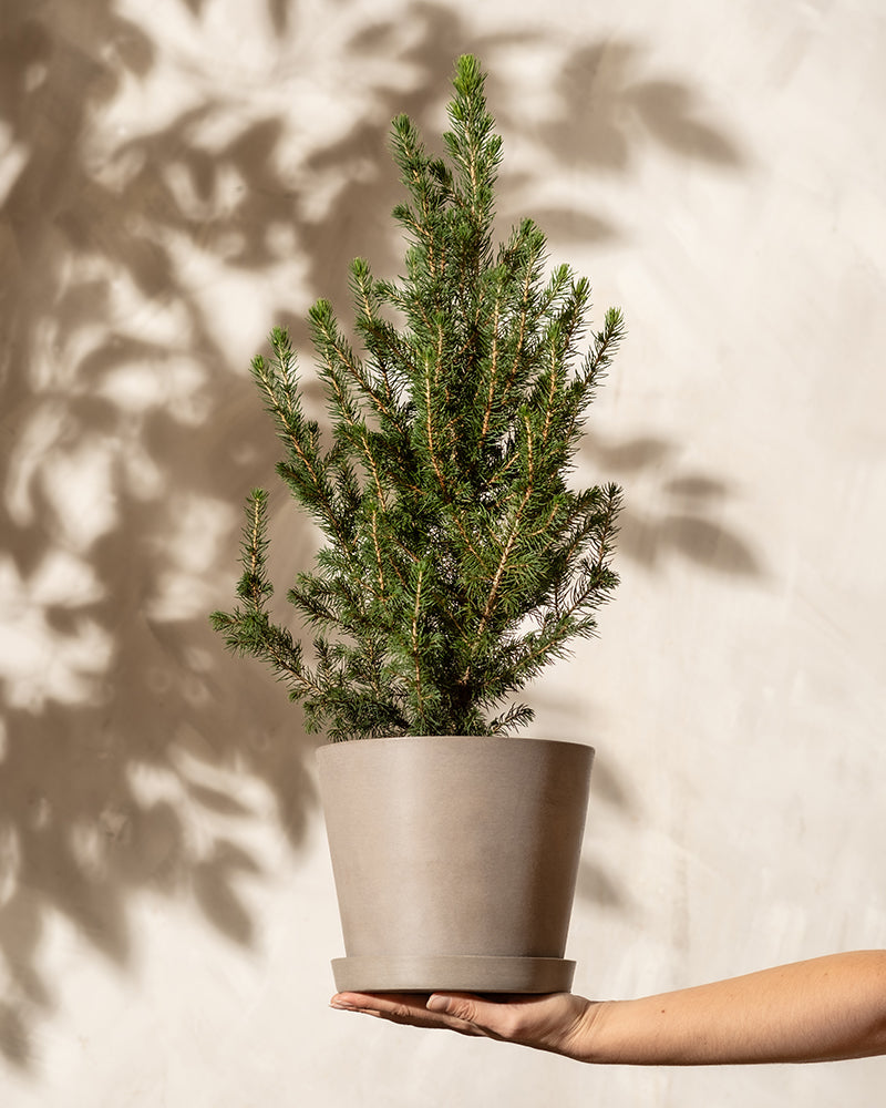 feey-amsterdam-tannenbaum-aussenpflanze-ohne-topf-winterhart image 4