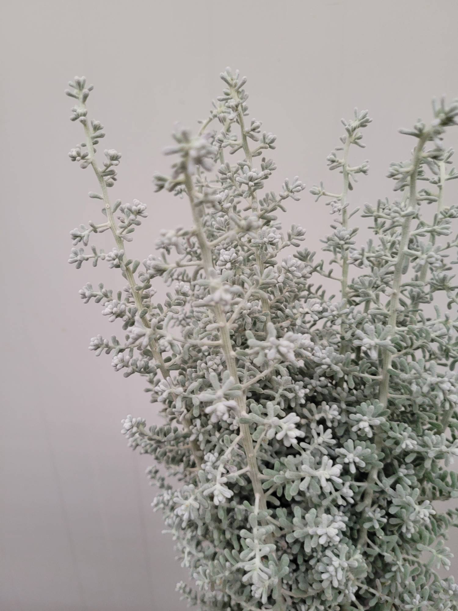 blumigo-bluebush-blattwerk-kochia-maireana-silber image 3