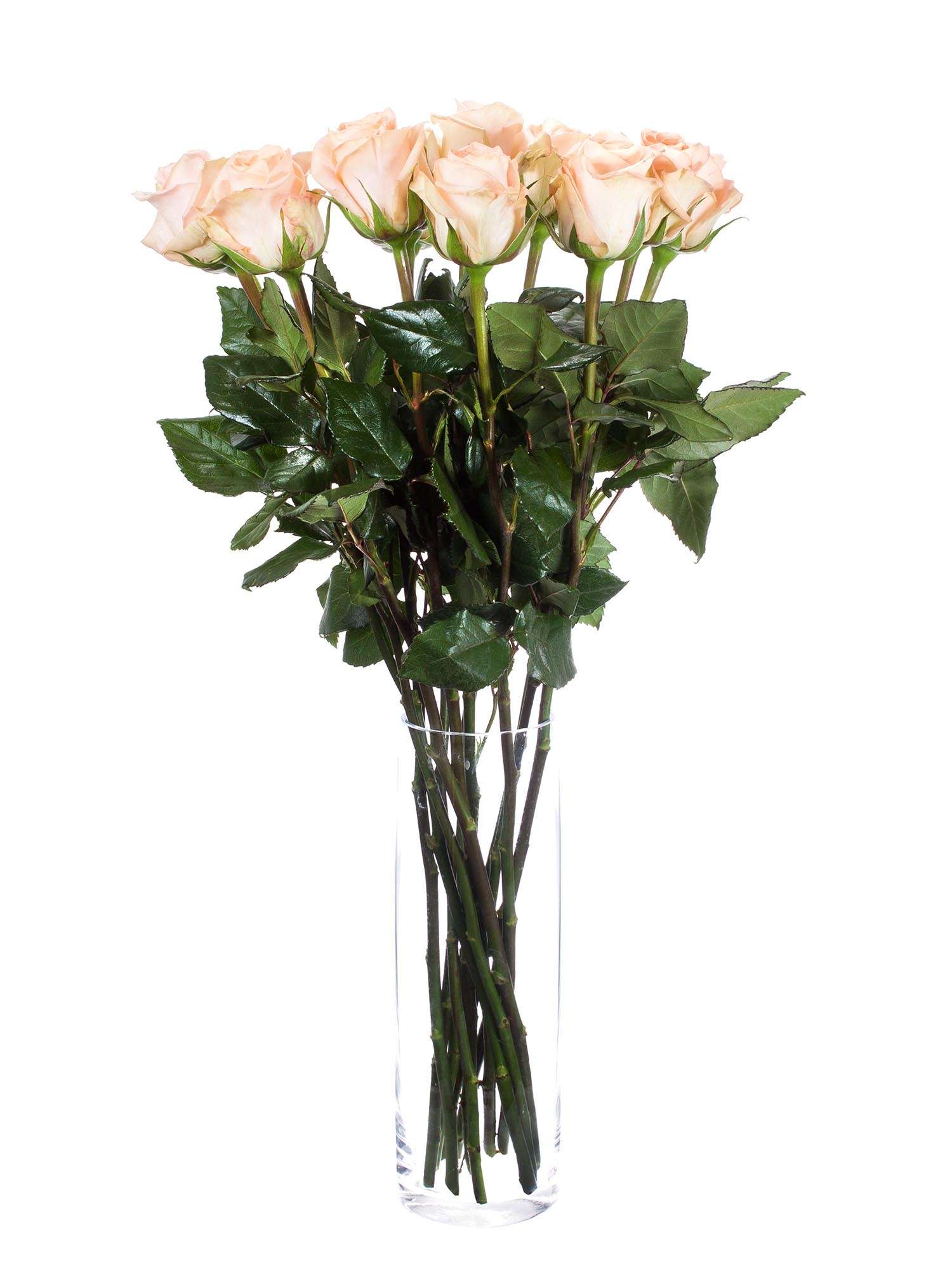 blumigo-rosen-tiffany-rose-apricot-frische-schnittblume image 2