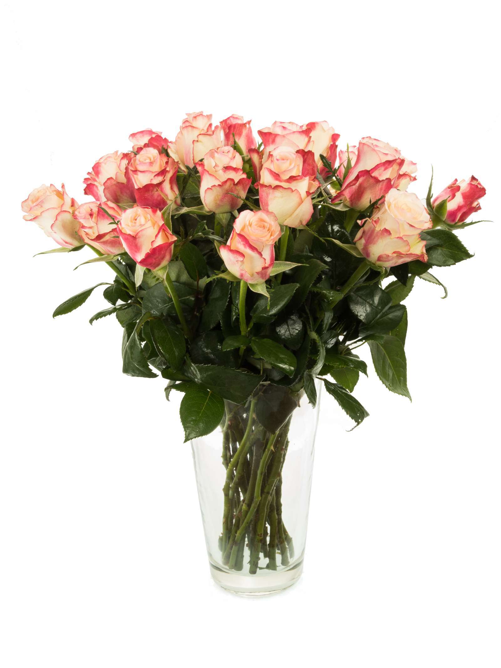 blumigo-rosen-advanced-sweetness-rose-pink-creme image 2