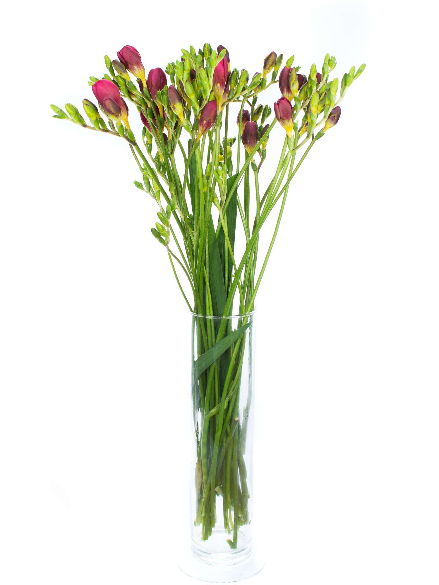 blumigo-freesien-longbeach-vera-schnittblume-duftend image 2