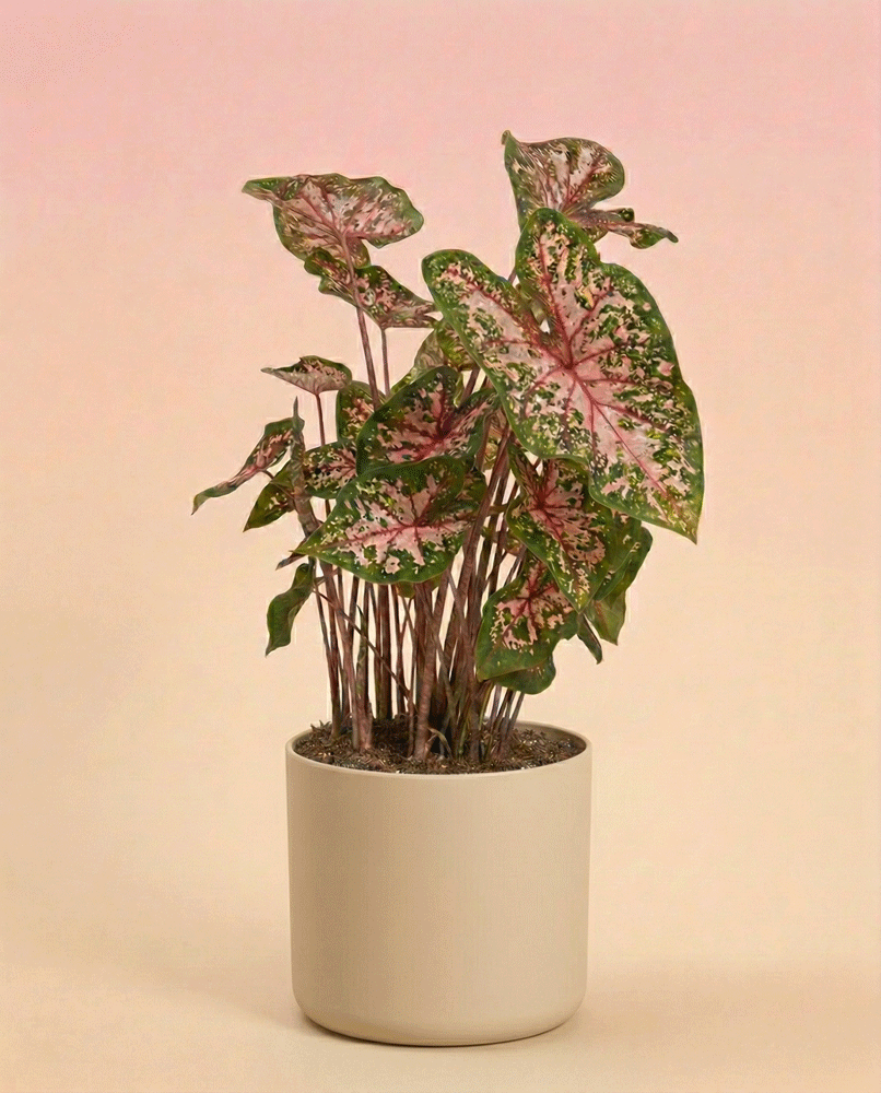 feey-variado-caladium-carolyn-whorton-zimmerpflanze-bunt image 7