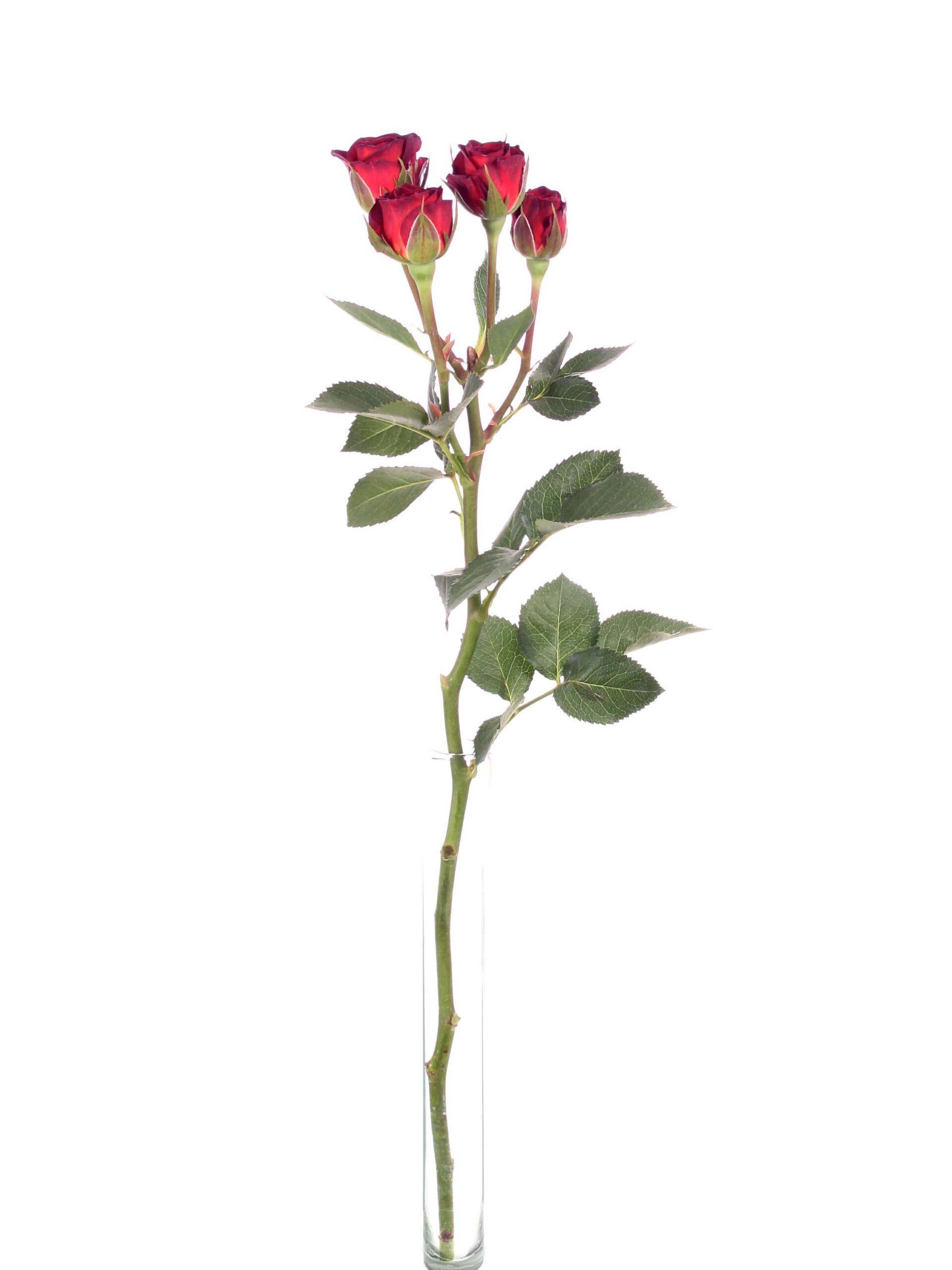 blumigo-rosen-chocochino-verzweigt-schnittrose-dunkelrot image 3